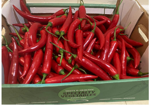Shombo – Long Red Chili Pepper