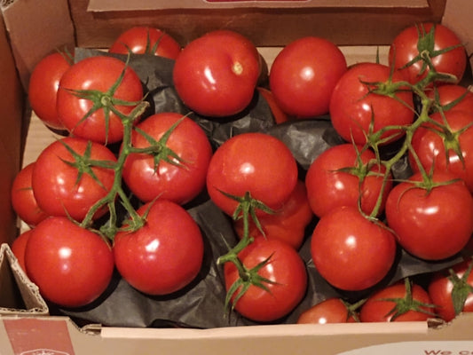 Fresh Tomatoes