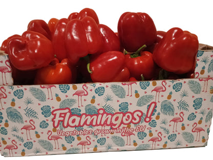 Fresh Red Bell Pepper 5kg