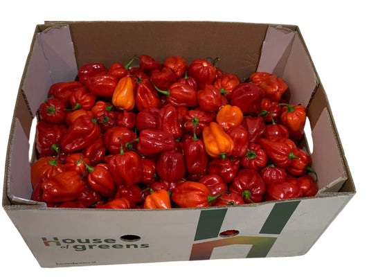 Fresh Hot Pepper – Scotch Bonnet – Rodo (4kg – 5kg Box)