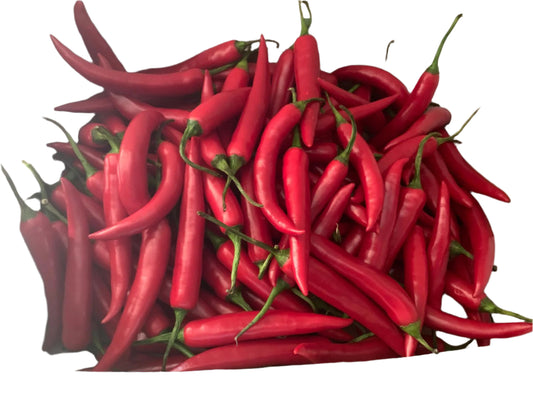 Shombo – Long Red Chili Pepper
