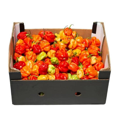 Fresh Hot Pepper – Scotch Bonnet – Rodo (4kg – 5kg Box)